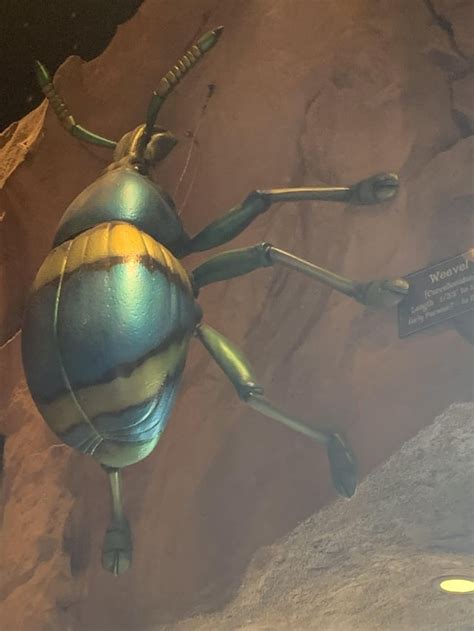 r/weeviltime|weevil time .